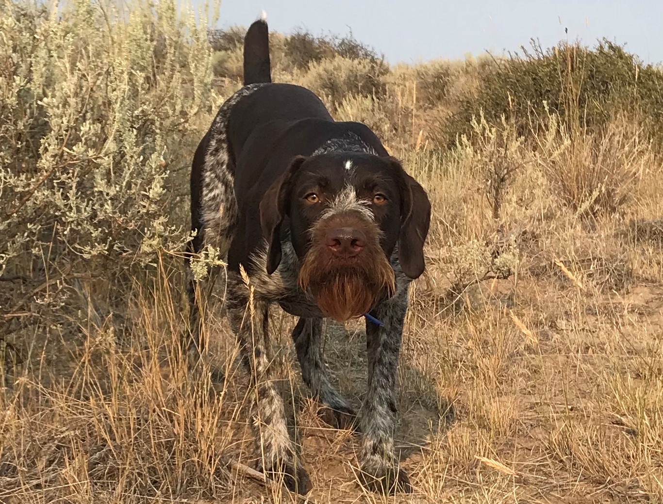 brown german wirehaired pointer