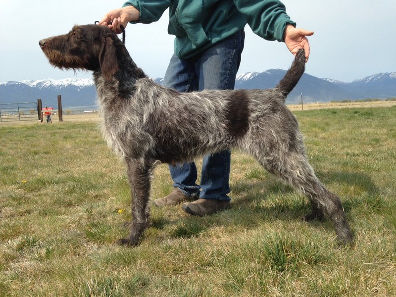 german wirehaired pointer pointing