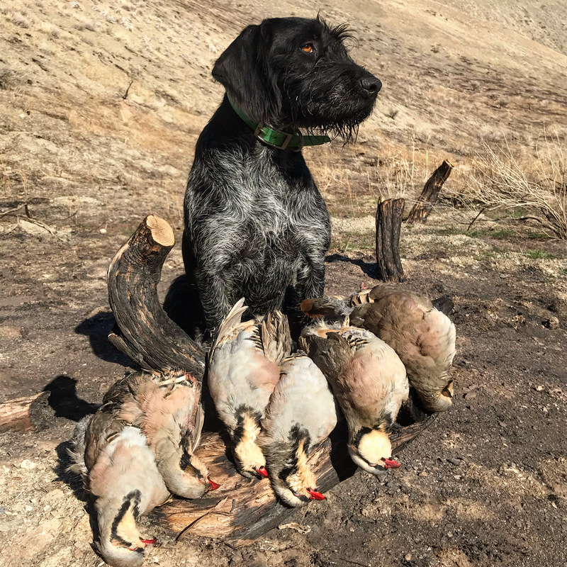 The German Wirehaired Pointer: A Bird Dog That Does It All