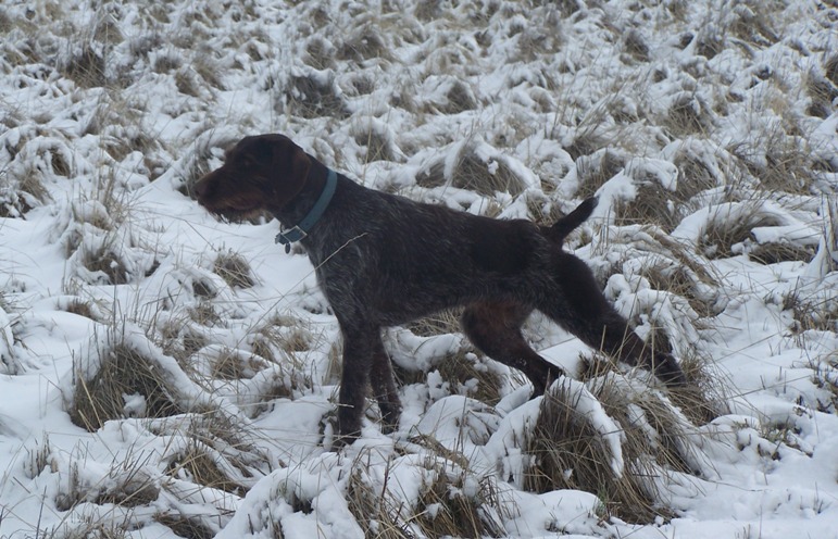 German Wirehaired Pointer, GWP - Yeti Rambler - Wind River Outpost