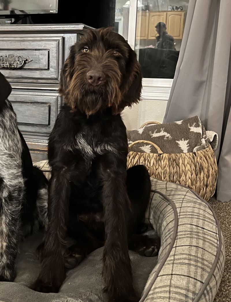 Black german best sale wirehaired pointer puppies