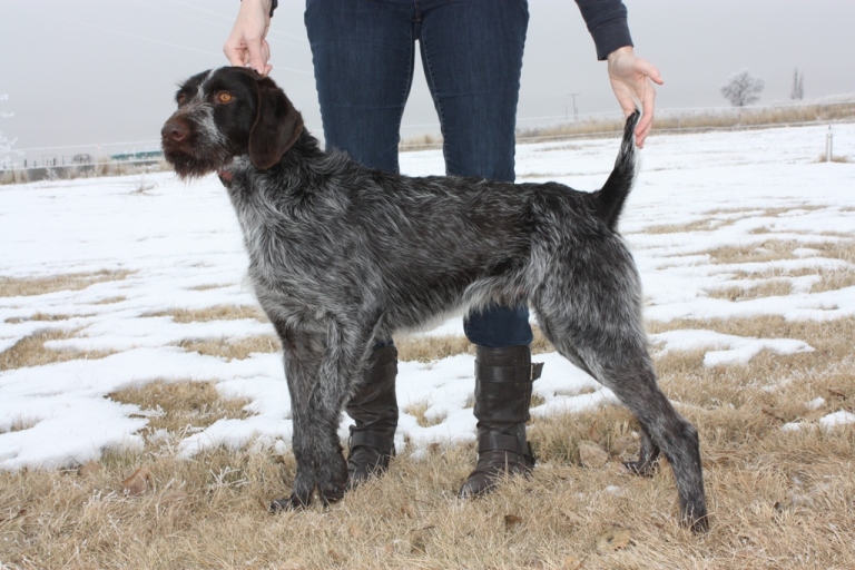 German wirehaired hotsell pointer stud dogs