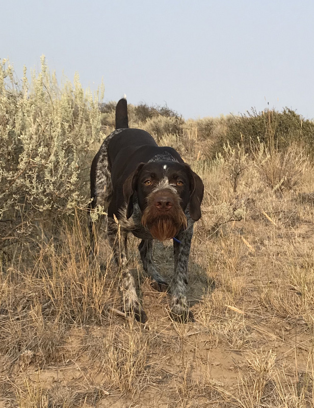 German wirehaired pointer stud dogs sale