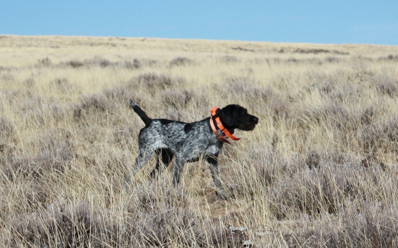 Three hotsell devils kennel