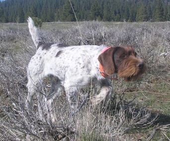 Wire haired 2024 bird dog