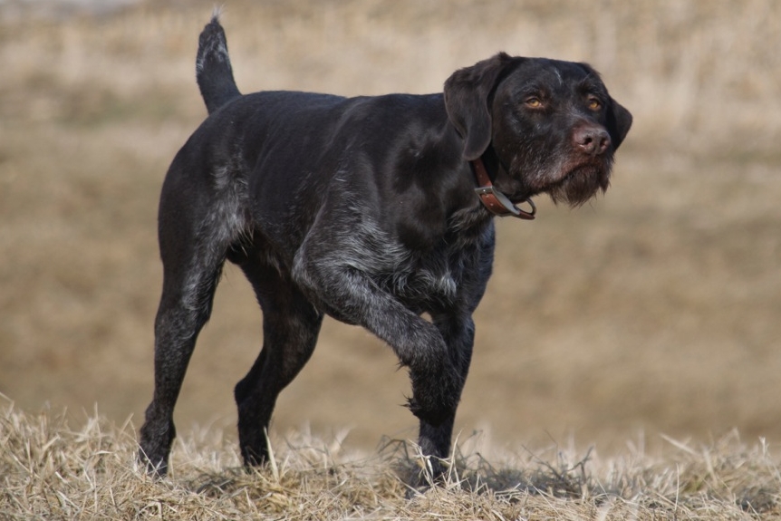 German wirehaired store pointer stud dogs