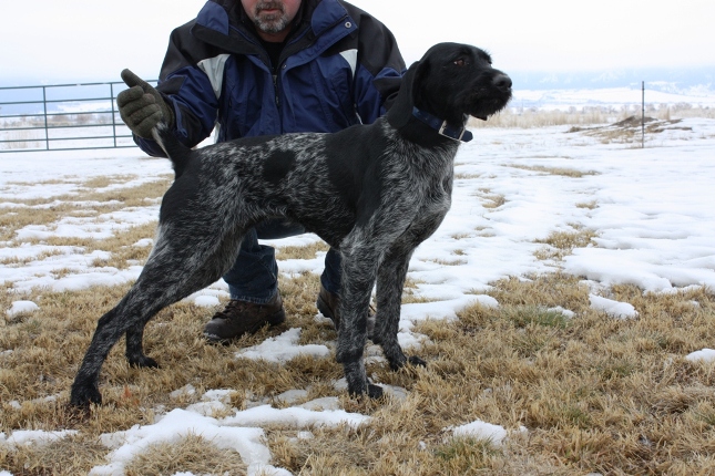 German Wirehaired Pointer, GWP - Yeti Rambler - Wind River Outpost